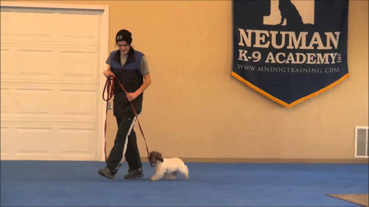 Winston (Shih Tzu) Puppy Boot Camp Training