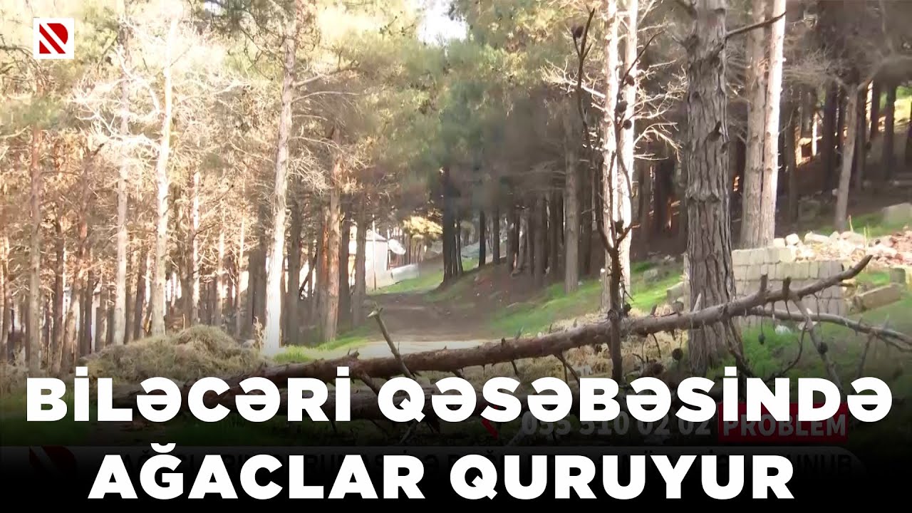 Biləcəri qəsəbəsində ağaclar quruyur