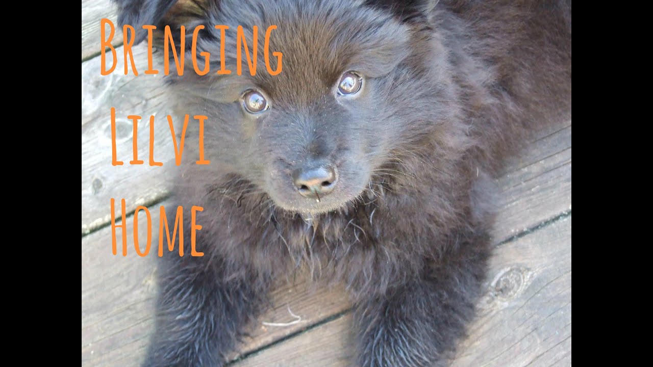 Bringing Livli Home | SWEDISH LAPPHUND PUPPY