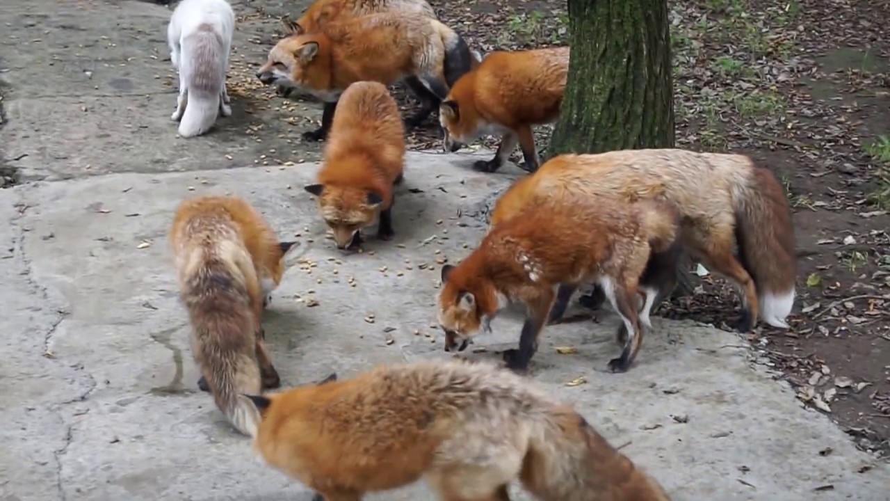 Feeding time at the Zao Fox Village