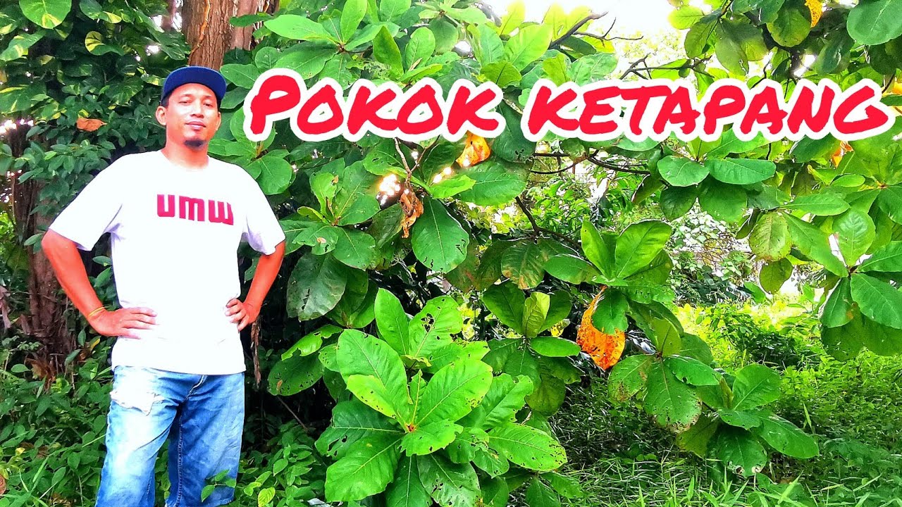 Cara proses daun ketapang//badol style//betta fish pawer//