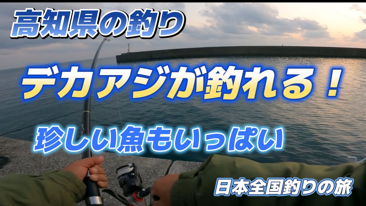 高知県の釣り「デカアジが釣れる・珍しい魚のいっぱい」室戸岬漁港・安芸漁港・赤岡漁港「キャンピングカー車中泊で北海道～沖縄日本全国釣りの旅」