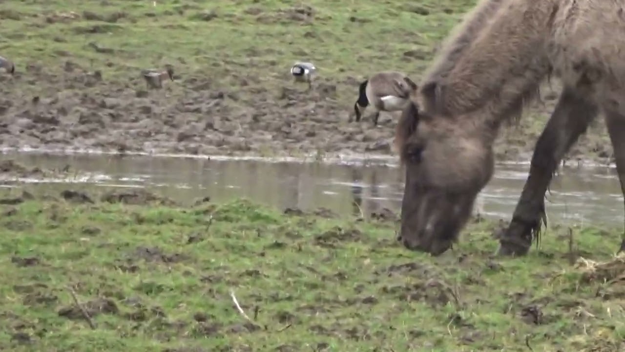 Pferd Koniks Kanadagans Nilgans Wildponys Wildpferd Herde Pferde Geltinger Birk  Pony Ponys