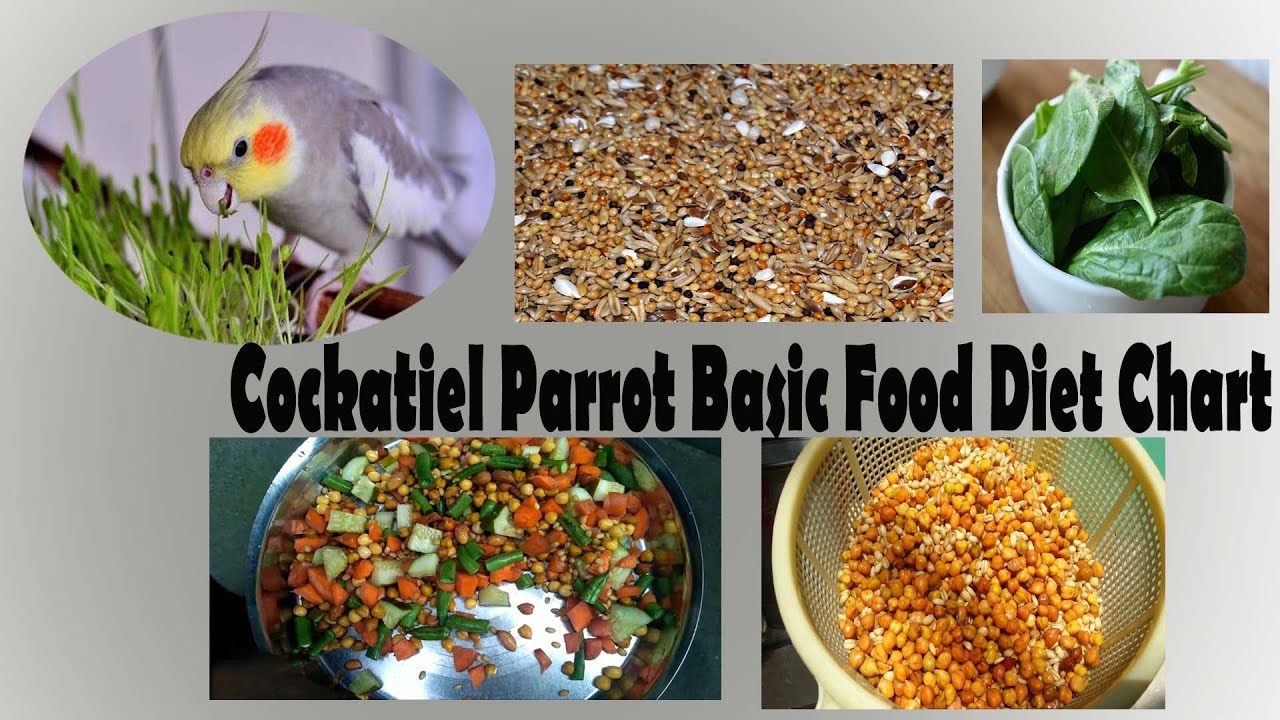 Cockatiel Parrot Diet Chart?  || My Cockatiel Parrot 