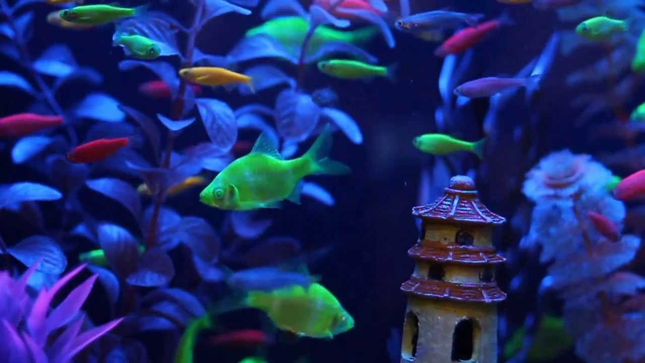 GloFish&reg; Fluorescent Fish Video! (Includes our new GloFish Tetras!)