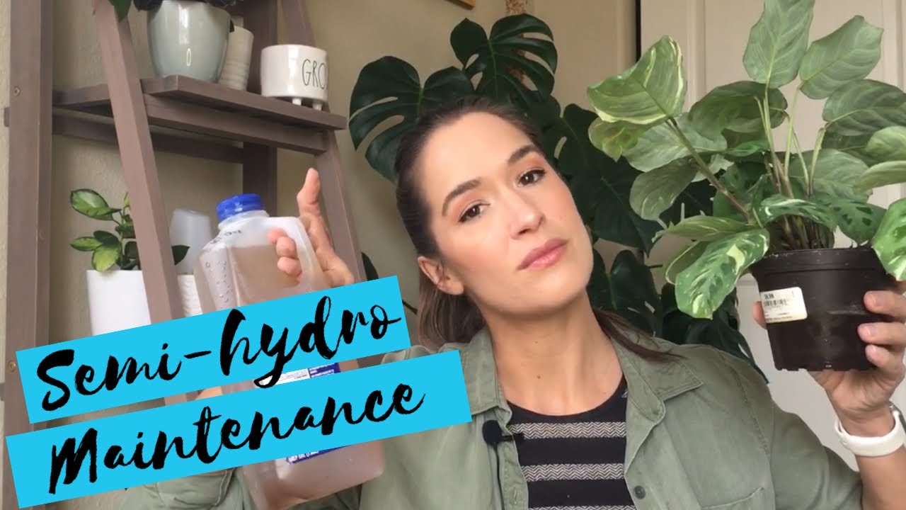 Semi-Hydro Maintenance | Weekly Care