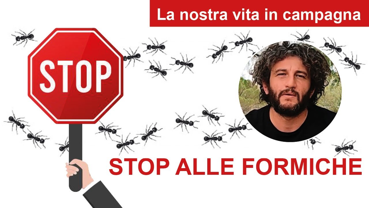 Stop alle formiche con metodi naturali…o quasi…