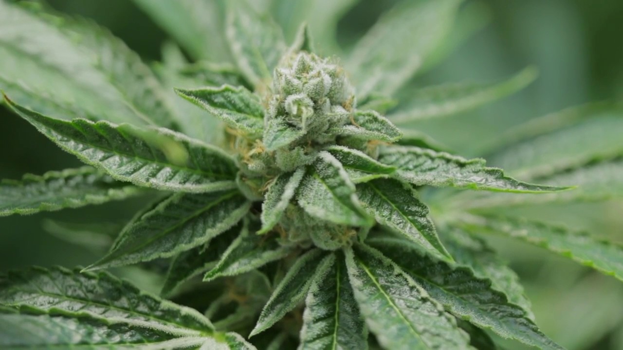 12 year OG Strain