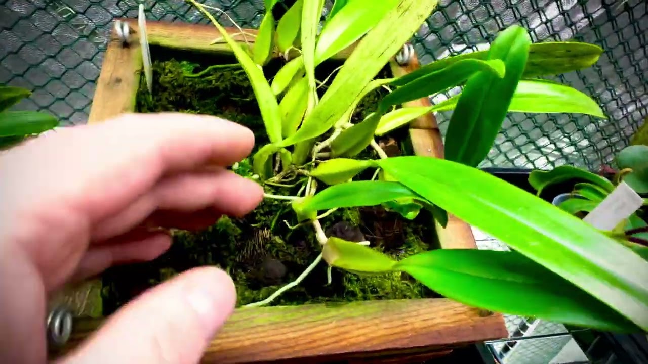 Species profile: Bulbophyllum biflorum