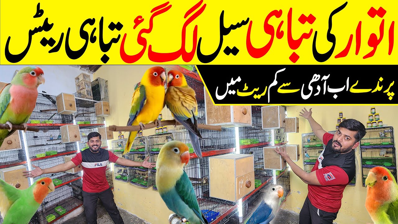 Sunday offers a gai Bilal Bhai ki #lahorientertainmentchannel #birds #parrot #pets #cute #pigeon 