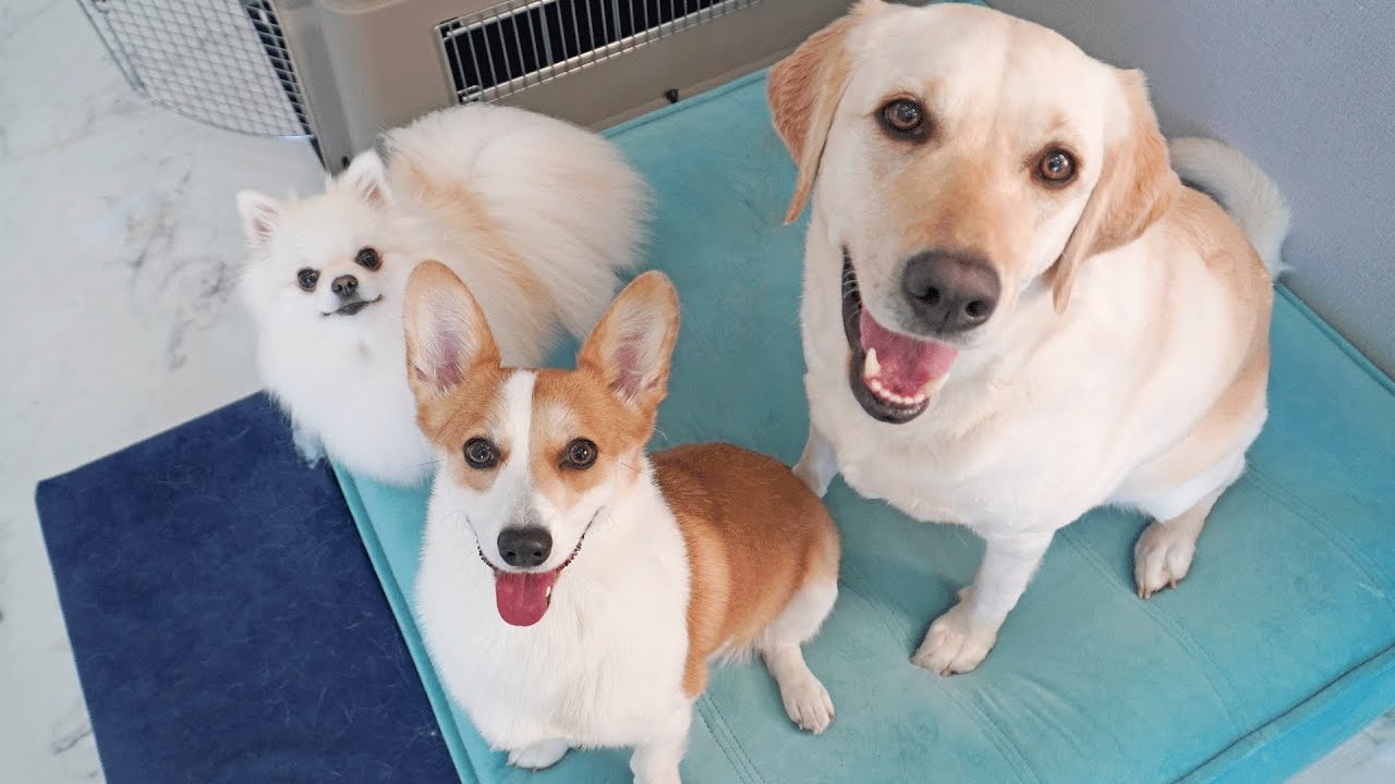 세 마리 중 누가 가장 쎌까? ｜ Who's the strongest of the three? Retriever VS Pomeranian VS Welsh Corgi