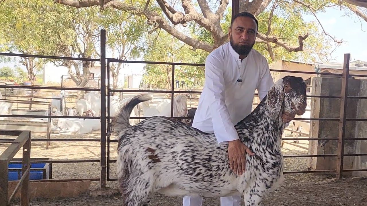 Aksa Goat Farm Gujarat | Nizam Bhai Ke Heavy Goats | Sojat Bakro Ka Lot | Incredible Gujarat.