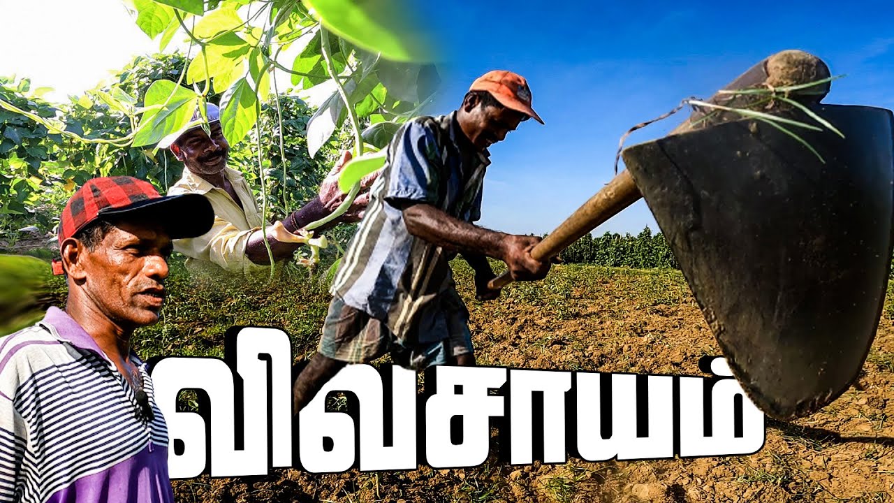 மட்டுவில் விவசாயிகளுடன் ஒரு நாள் | யாழ்ப்பாணம் | Jaffna Agriculture Video