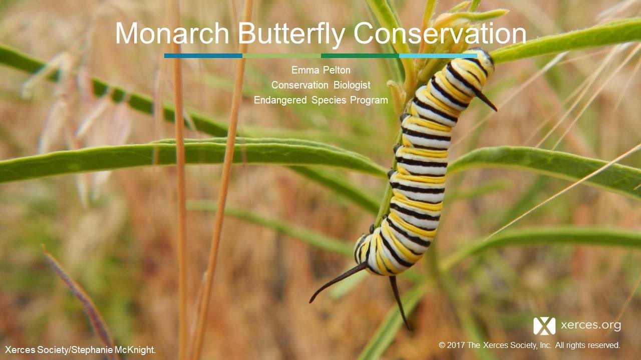 Xerces Classroom: The Natural History of Monarch Butterflies