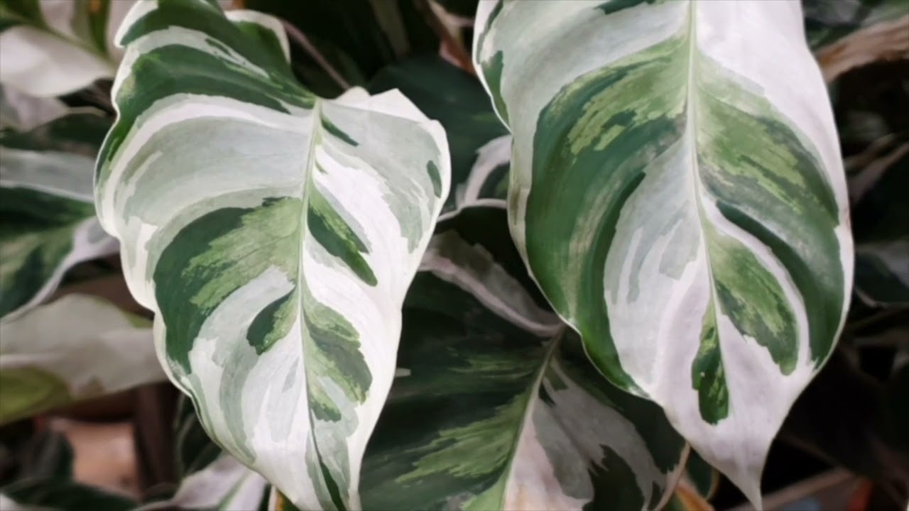 Les plantes d'intérieur panachées