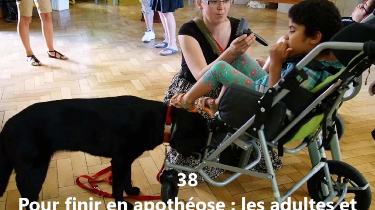 Formation d'intervenant en mediation animale