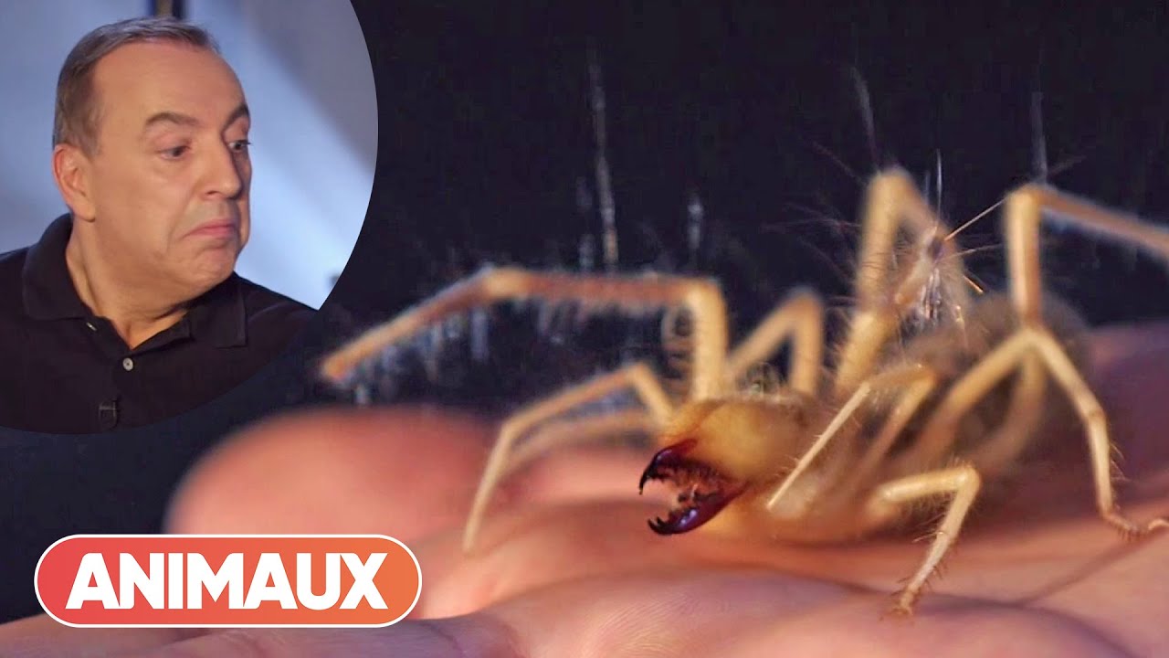 Ce Solifuge étonne Jean-Marc Morandini