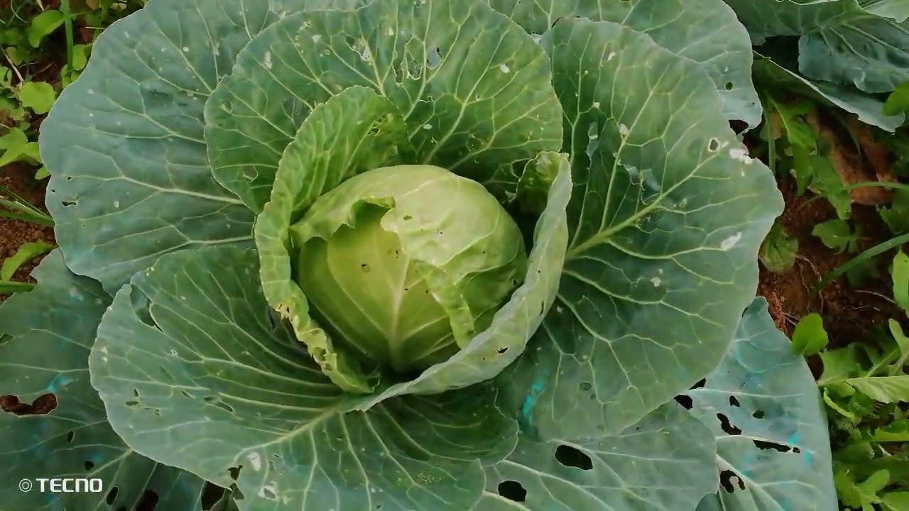 silipin natin ang preparation sa pagtatanim ng ampalaya sa Dolores Quezon 