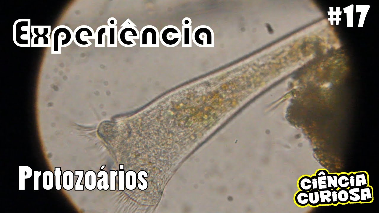 Experimento Microscopia Protozoários