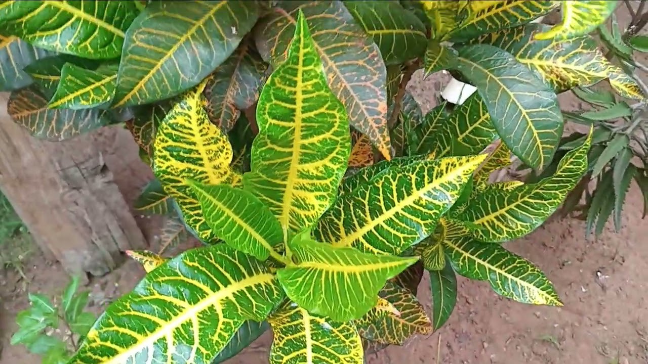 5 PLANTA LINDAS DE FACIL CULTIVO PARA COLORIR O SEU JARDIM 