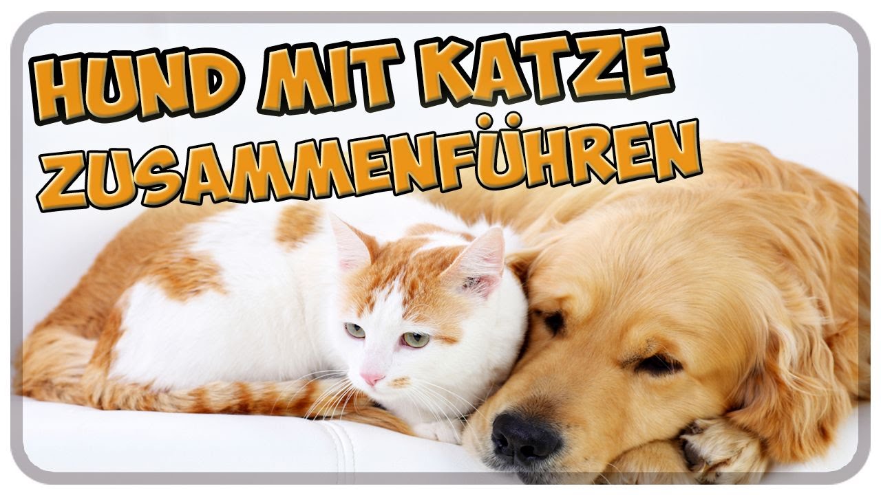 Hund mit Katze zusammenführen! Zusammenführung von Hund und Katze!  Tipps!!