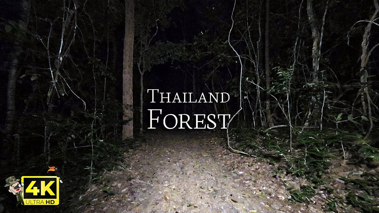 Walking Alone in a Asian Forest at Night. More to Relaxing than Scary.