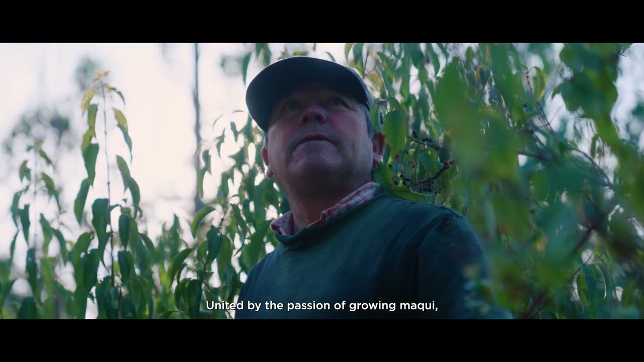SUKO Nordic maqui berries - from harvest in Chilean Patagonia to Danish synbiotic MaquiPro&reg;