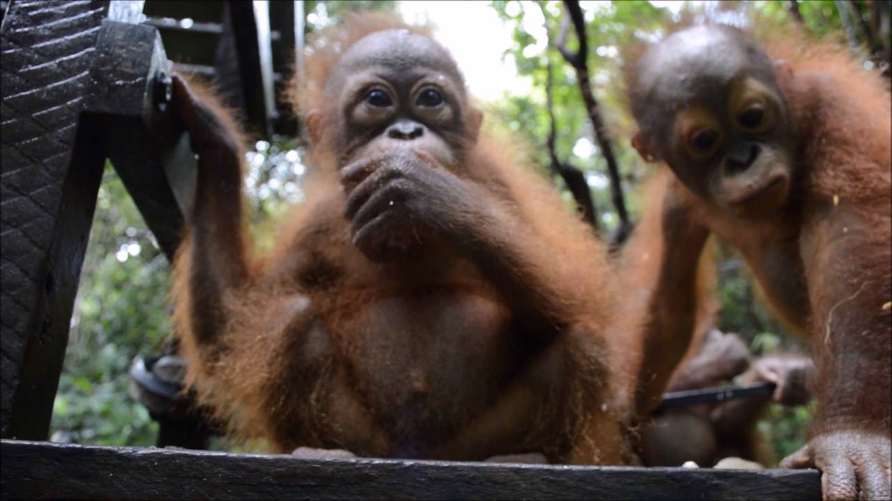 Rescued orangutan Joss makes great progress and joins pre-school