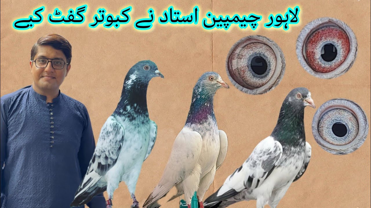 Lahore Champion Ustad ki trf Se pigeon Ay (Usman pigeon online) 🕊️✌️