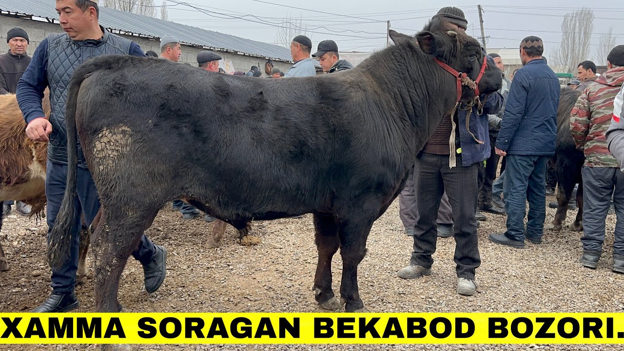 Bu Bozorda Dexqonlar Kop Ekan.Yangiqorg’on Bekabod Chorva Bozori#2026 #2025 #molbozor 