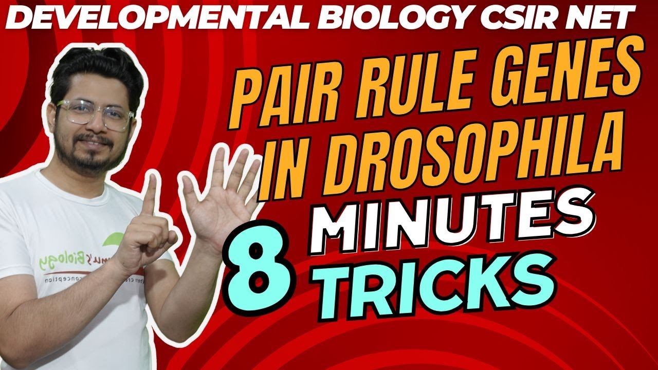 Pair rule genes drosophila csir net | tricks to remember drosophila development for csir net