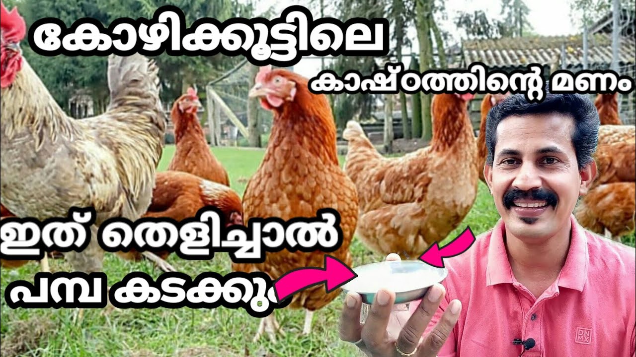 chicken farming tips/ കോഴി കാഷ്oത്തിന്റെ മണം മാറാൻ ഇതൊന്ന് സ്പ്രേ ചെയ്താൽമതി Btech MIX MEDIA