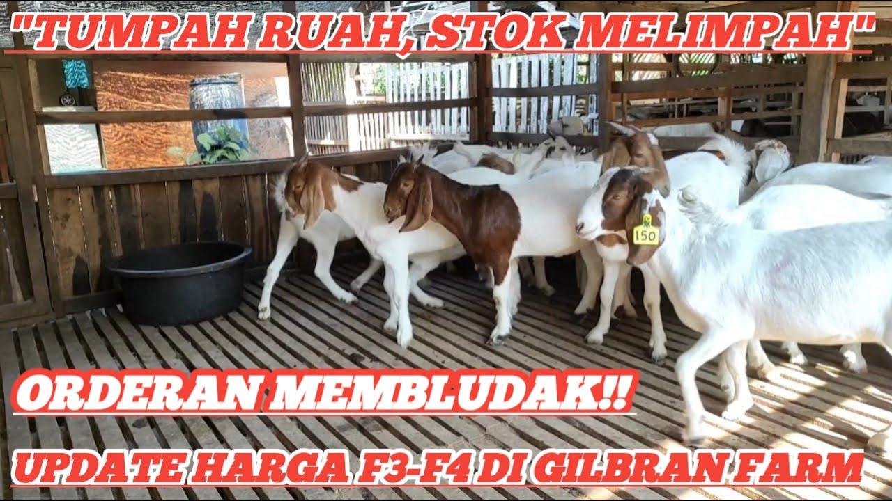 UPDATE KAMBING BOER BUNTING SUPERAN @alek budi santoso
