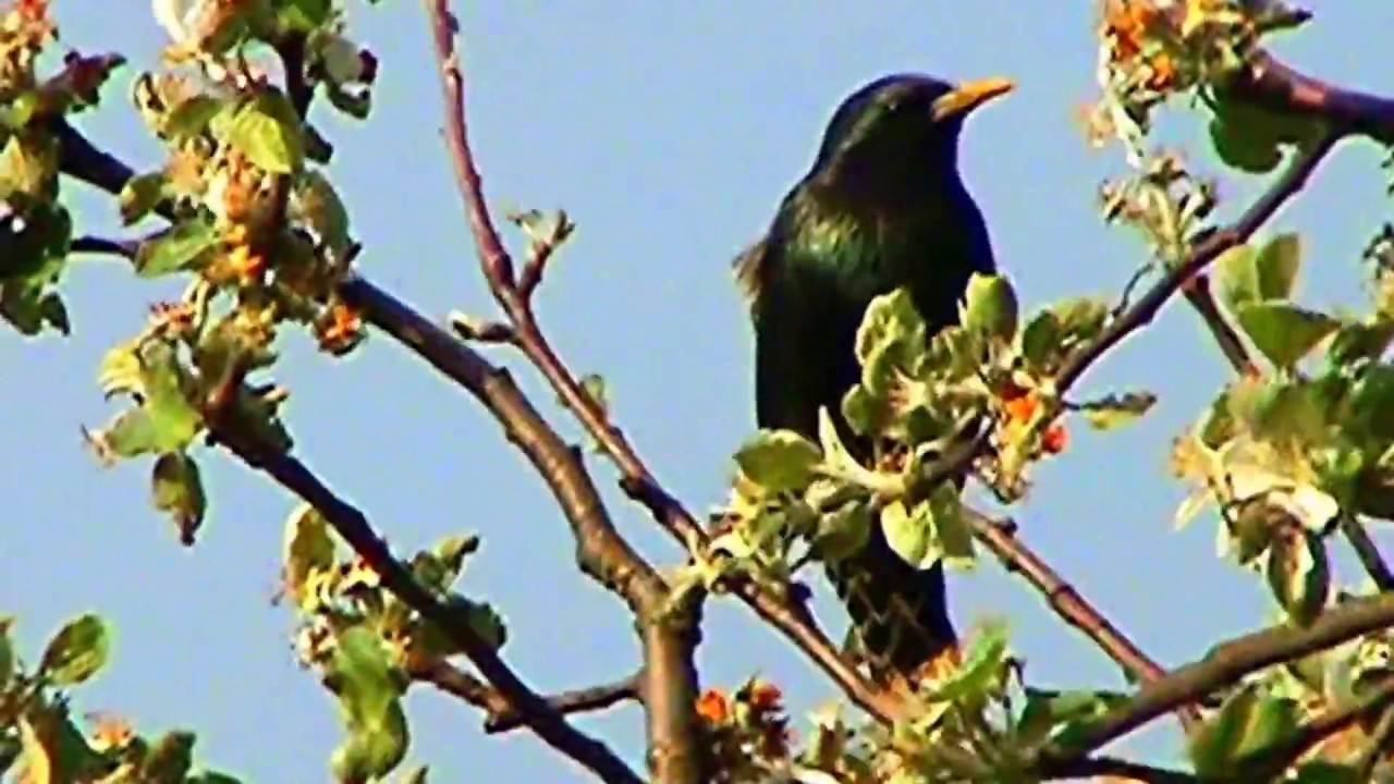 Alien Bird