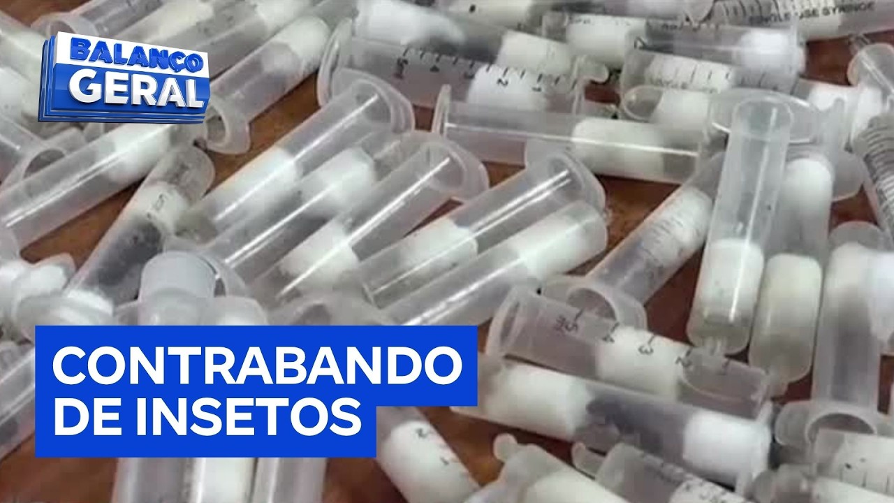 Contrabando de formigas: dois suspeitos s&atilde;o presos em aeroporto com carga de 2 mil insetos no Qu&ecirc;nia