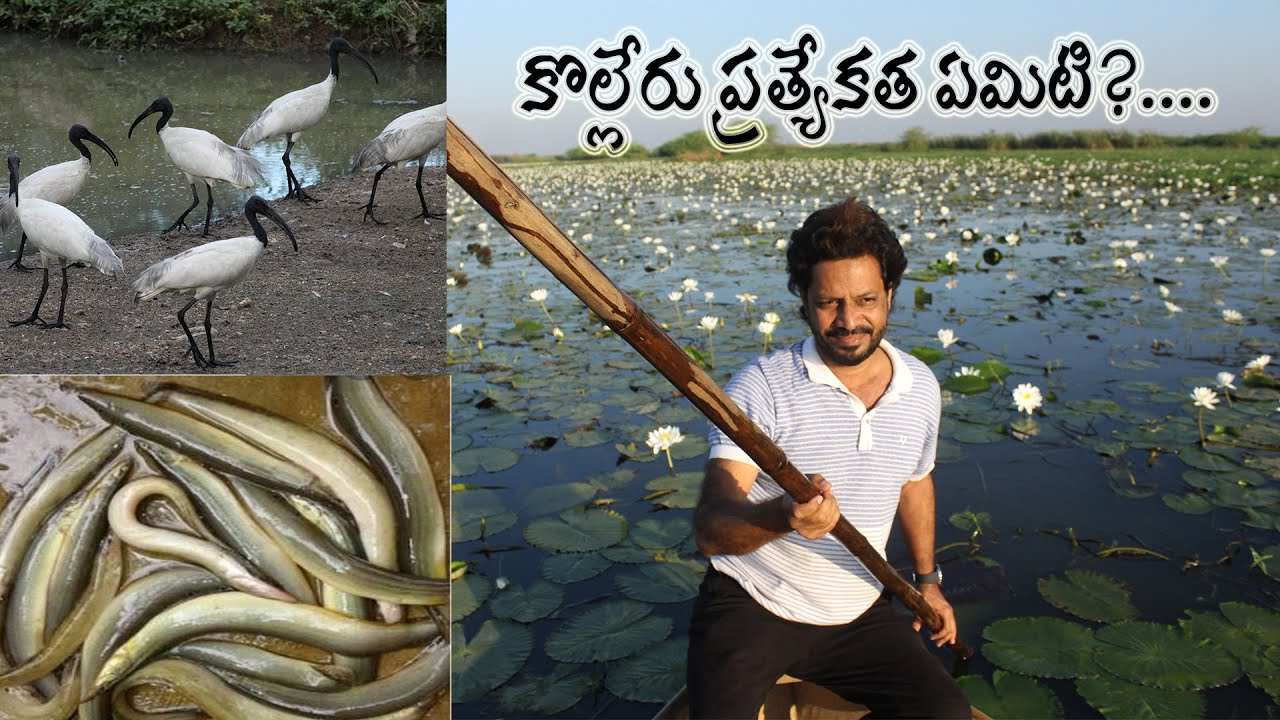 కొల్లేరు ప్రత్యేకత ఏమిటి || Kolleru Lake And Sanctuary || Kolleru Tourism || Kolleru Tourism Part-2