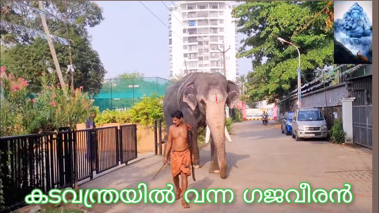കടവന്ത്ര ശ്രീ ശാസ്ത്ര ക്ഷേത്രത്തിൽ തിരുവുത്സ കാഴ്ചകൾ 😍!!elephant in kerala 🐘2024