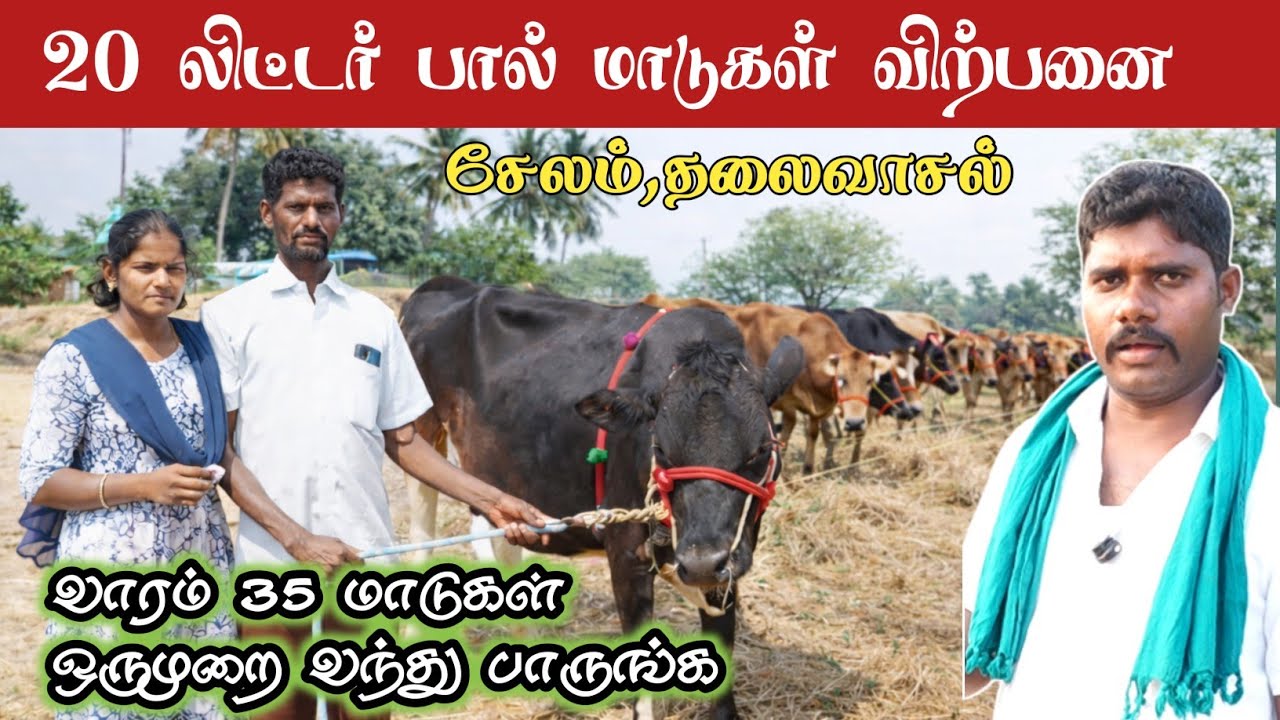 கேரண்டியுடன் மாடு விற்பனை/ சேலம் தலைவாசல் மணி மாட்டுப்பண்ணை 