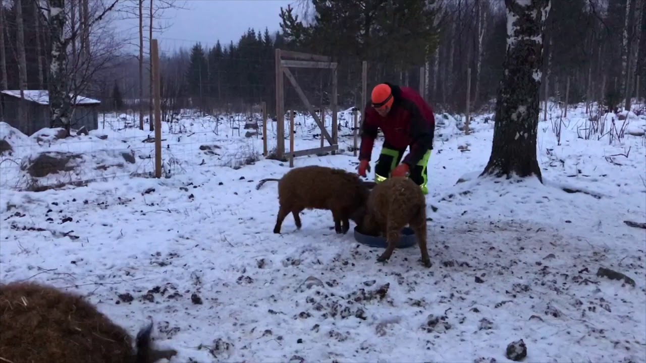 Kylm&auml;l&auml;n pientila Joulu 2020