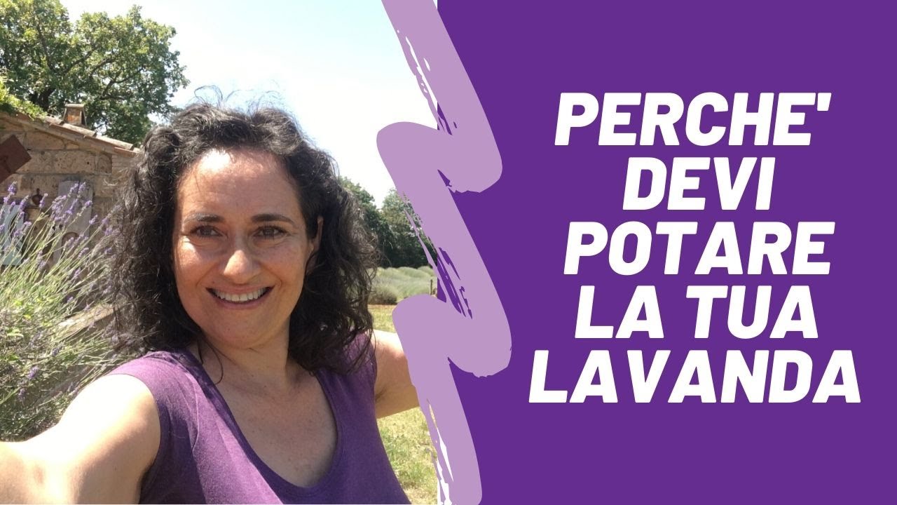 Perché devi potare la tua lavanda
