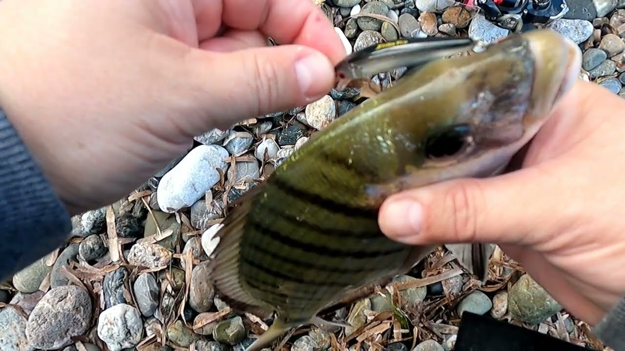 LRF HRF Spinning - &Psi;ά&rho;&epsilon;&mu;&alpha; &sigma;&alpha;&rho;&gamma;ώ&nu; &Mu;&Omicron;&Nu;&Omicron;!!! Fishing Sea Breams/Diplodus Sargus!!