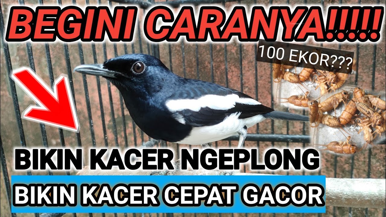 KACER GAK MAU NGEPLONG? INI HARUS KALIAN LAKUKAN KACER CEPAT GACOR KACER TARUNG NGOTOT