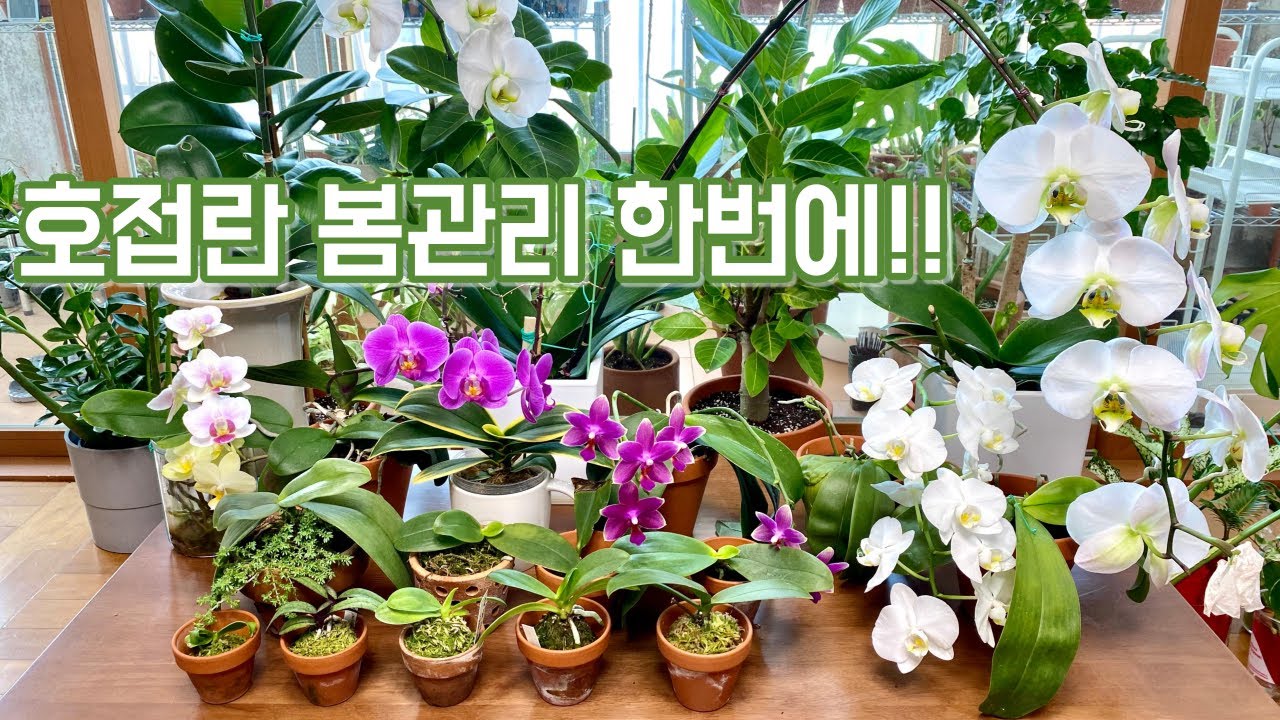 호접란 봄관리법 이 영상 하나로!! 식재, 물주기, 빛, 온도, 꽃대자르기!! 영상에 출연했던 호접란들 근황!!