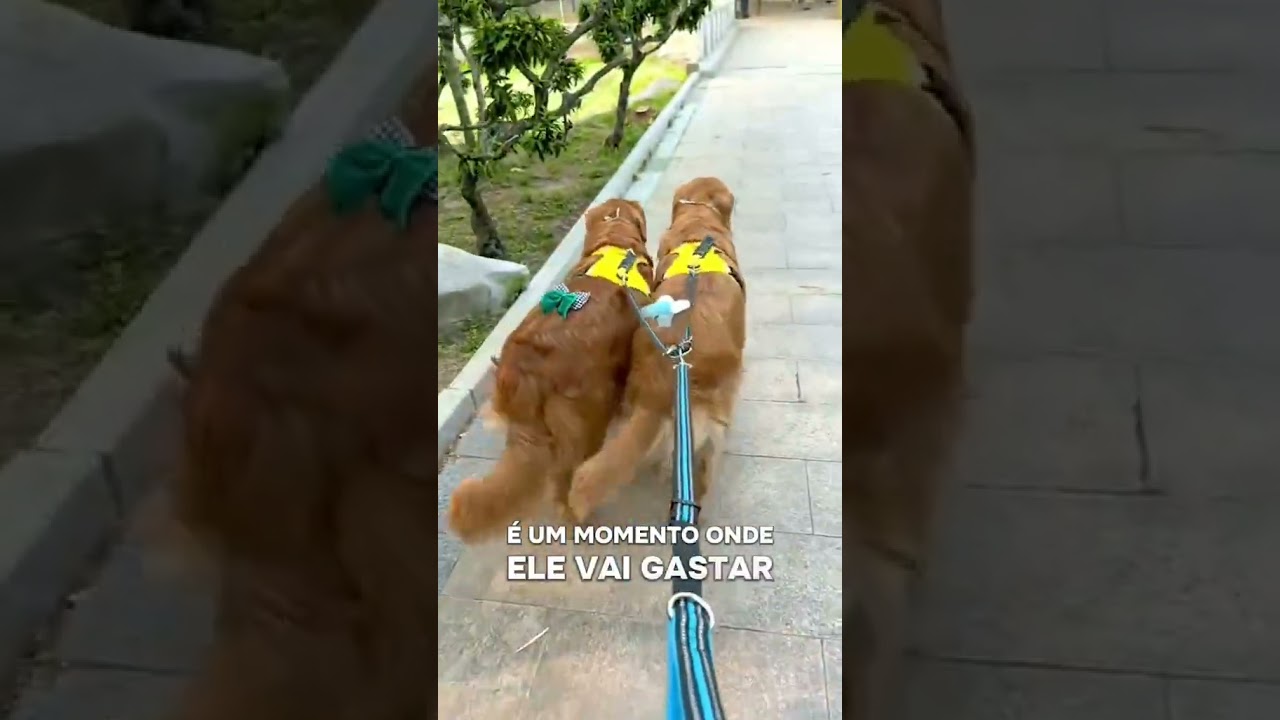 ESSAS COISAS FEREM OS SENTIMENTOS DO SEU CACHORRO! 