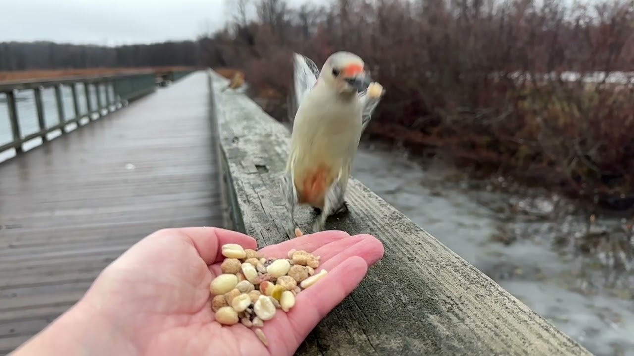 Hand-feeding Birds in Slow Mo - Northern Cardinals, Tufted Titmouse, Red-bellied Woodpecker
