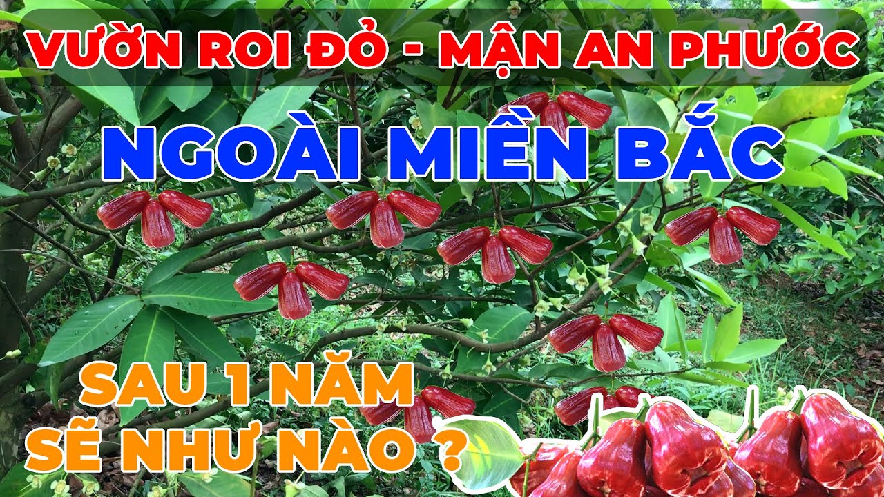 VƯỜN ROI ĐỎ - MẬN AN PHƯỚC Ở MIỀN BẮC SAU 1 NĂM SẼ NHƯ NÀO ?