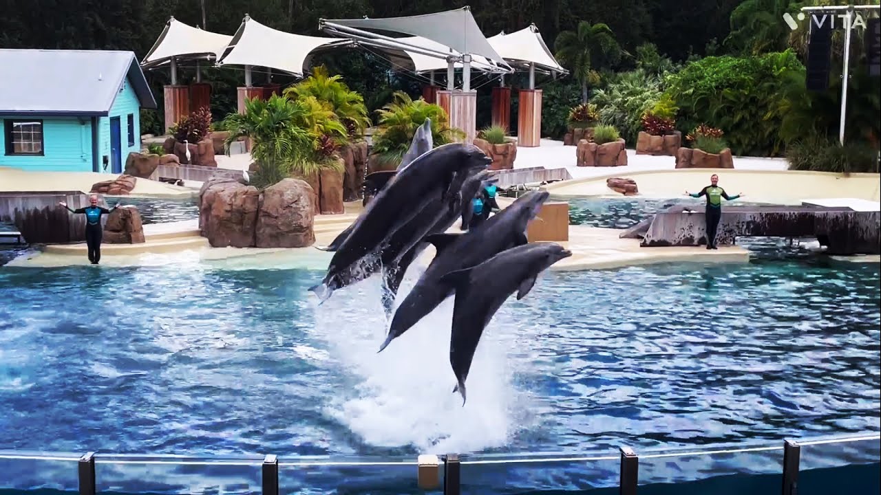 Шоу «Приключения дельфинов» в SeaWorld Orlando | Орландо, Флорида