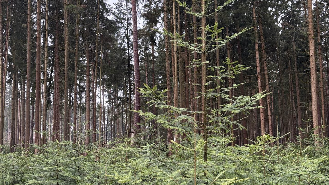 Große Fichten aus Tannen Naturverjüngung entnehmen