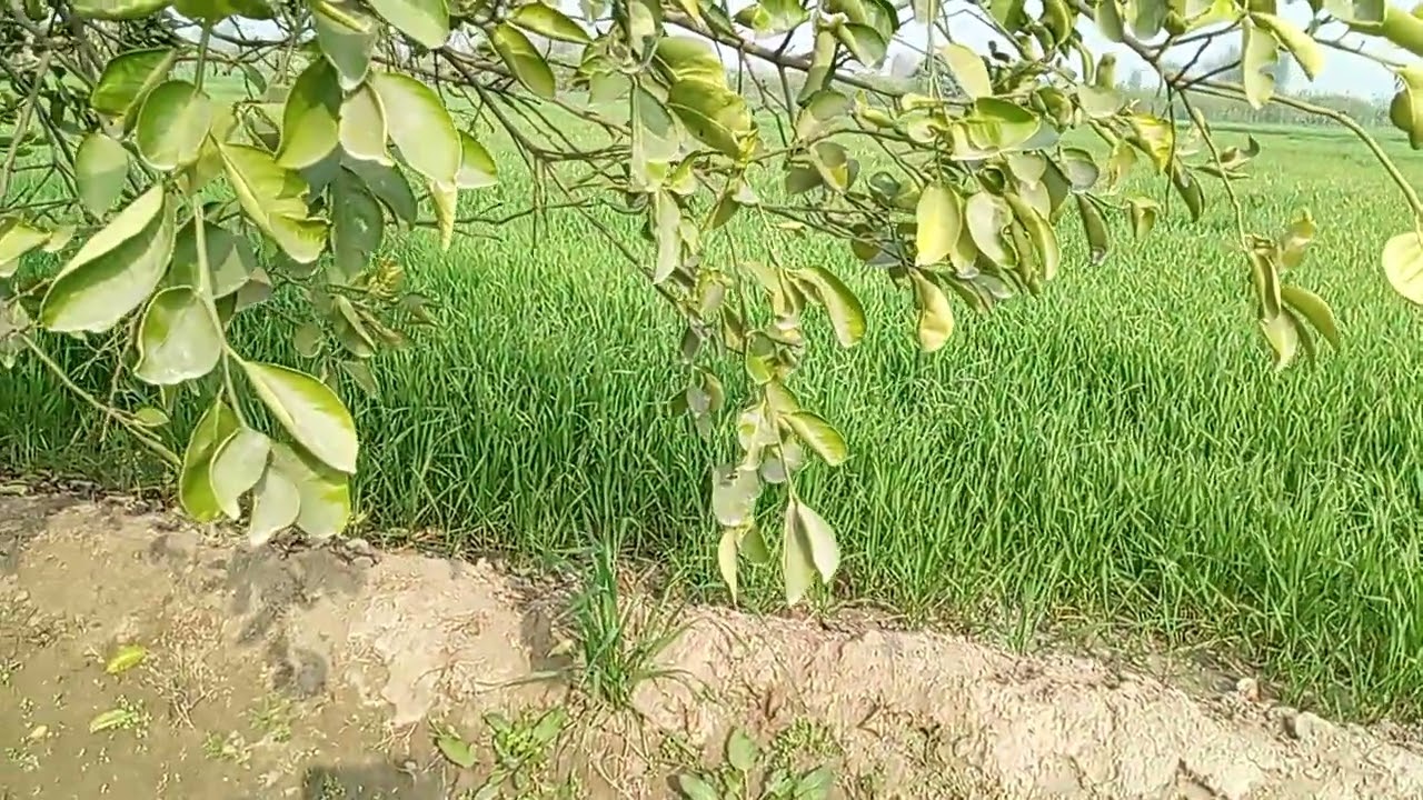 اچھی کوالٹی کی ادویات استعمال کرنے کا فصل کے اوپر واضح فرق