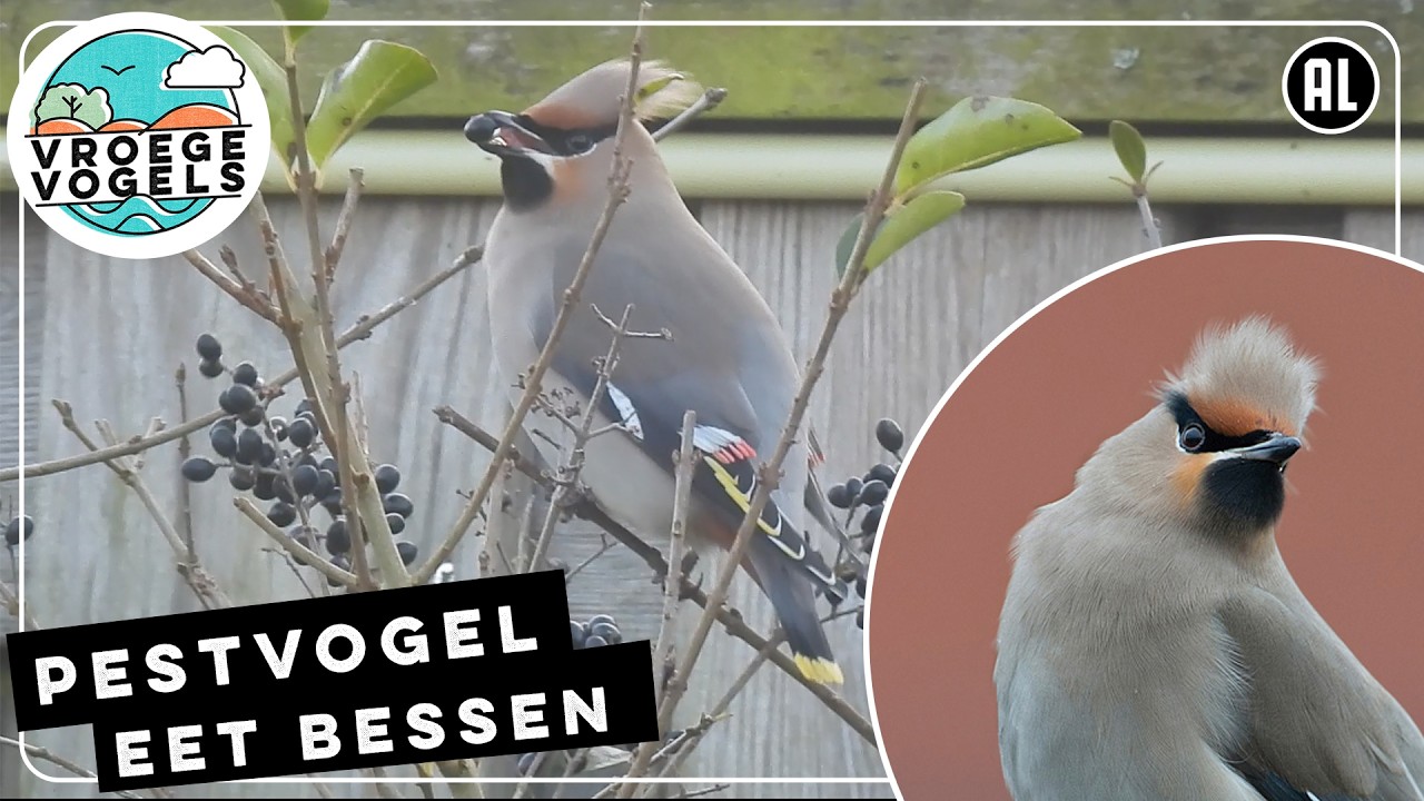 Pestvogel lust heel veel bessen | Zelf Geschoten | Vroege Vogels